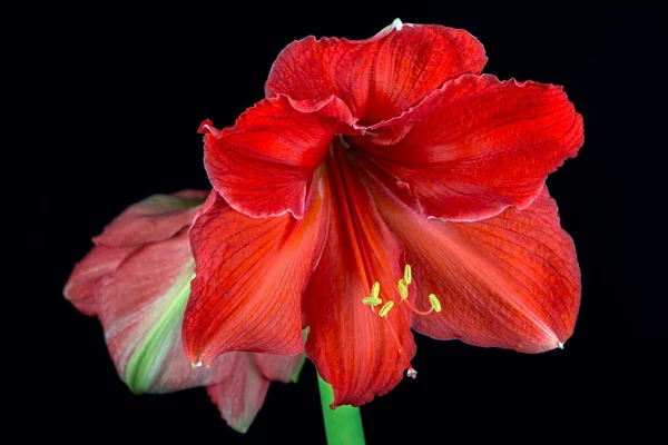 Färgglada amaryllis blommor — Stockfoto