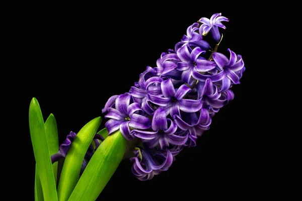 Blue pearl hyacinth — Stock Photo, Image