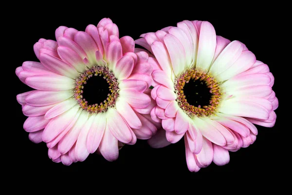 Pastell keimende Blüten — Stockfoto