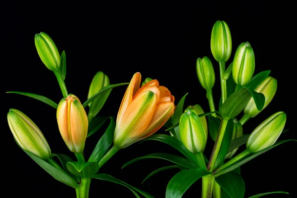 Orange lily flowers — Stock Photo, Image