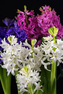 Sümbül inci çiçekler