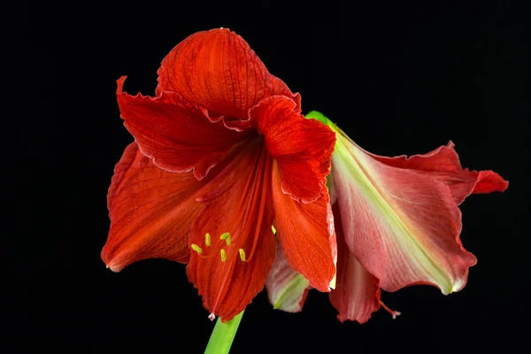 Flor amarílica vermelha — Fotografia de Stock