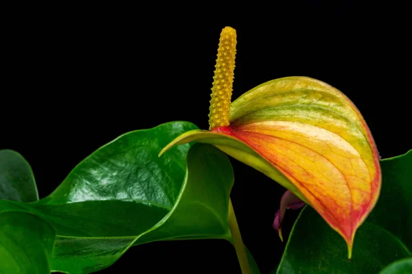 Flamingo anthurium flower — Stock Photo, Image