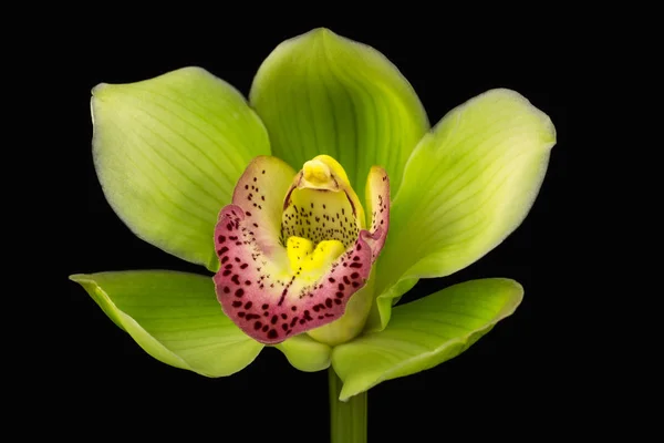 Boat orchid flower — Stock Photo, Image