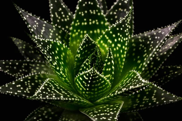 Gasteria apollo etli