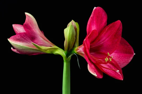 Sweet pink amaryllis — Stock Photo, Image