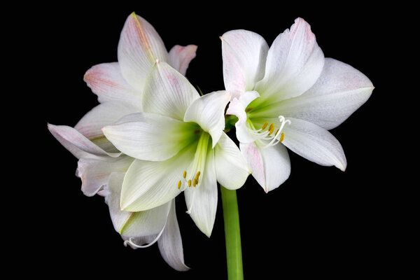 White amaryllis flower