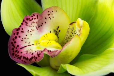 Tekne orkide çiçek