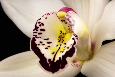 Tekne orkide çiçek