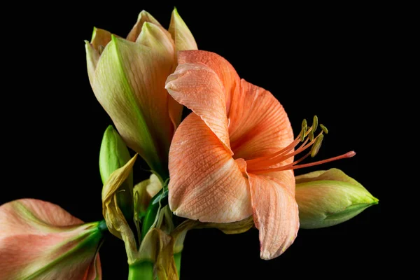 Orange amaryllis flower — Stock Photo, Image