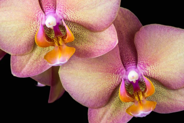 Багатобарвної квітки орхідеї — стокове фото