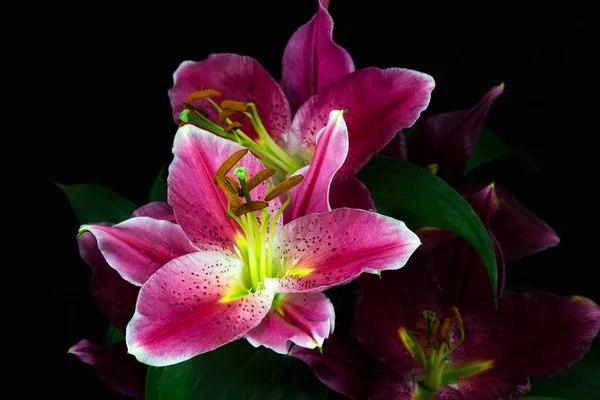 Dream of lilies — Stock Photo, Image