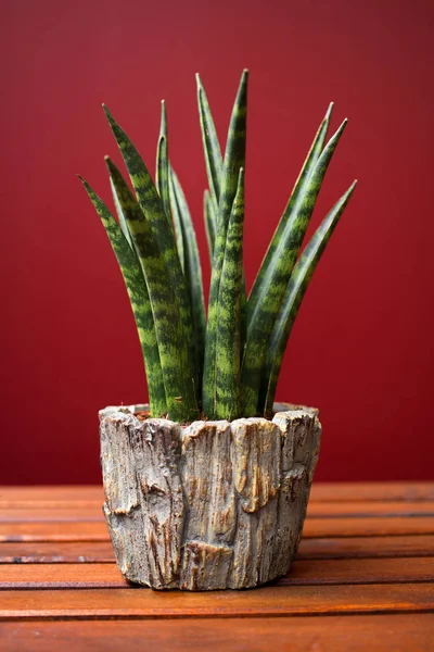 Sansevieria