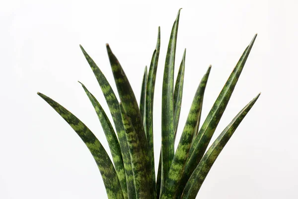 Sansevieria