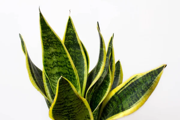 Sansevieria