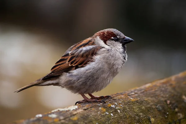 House sparrow — Stock Photo, Image