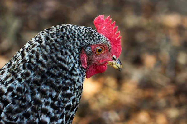 Gesteinsbrocken Stockbild