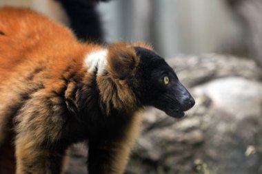 Kırmızı yakalı lemur.