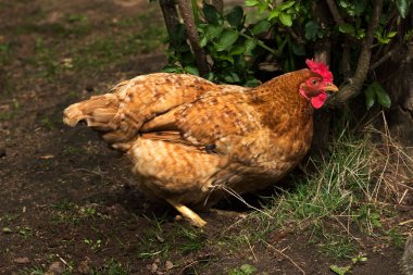 Yerli tavuk tavuk