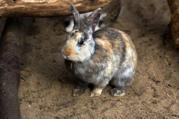 ピグミーのウサギ — ストック写真