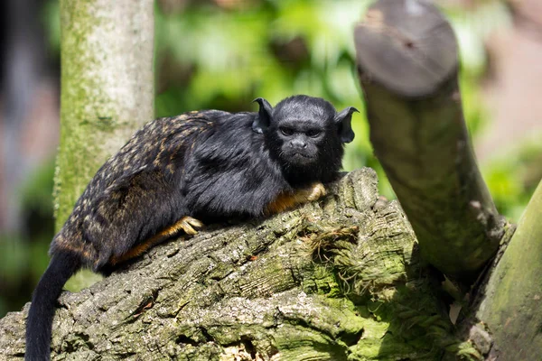 Rothand-Tamarin Stockbild