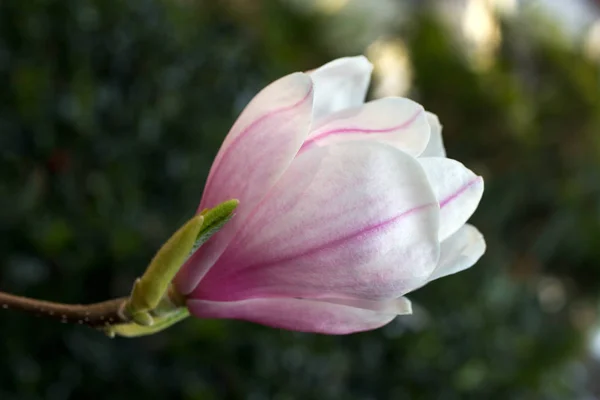 Magnolia sieboldii — Zdjęcie stockowe