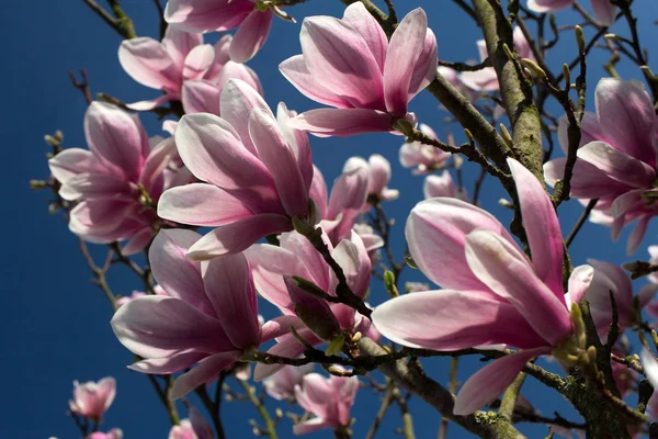 Magnolia Siebolds — Foto de Stock