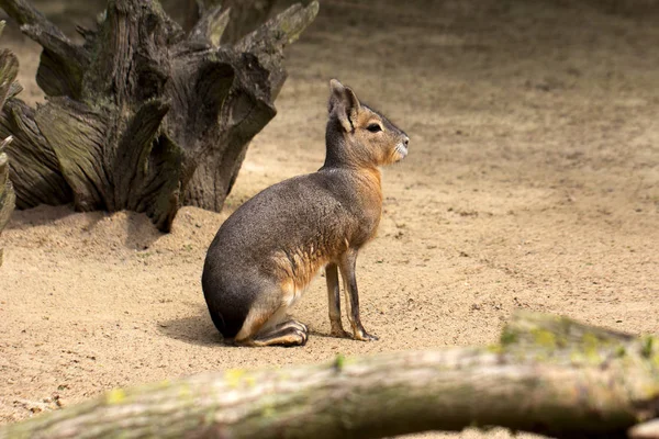 Patagonya cavy — Stok fotoğraf