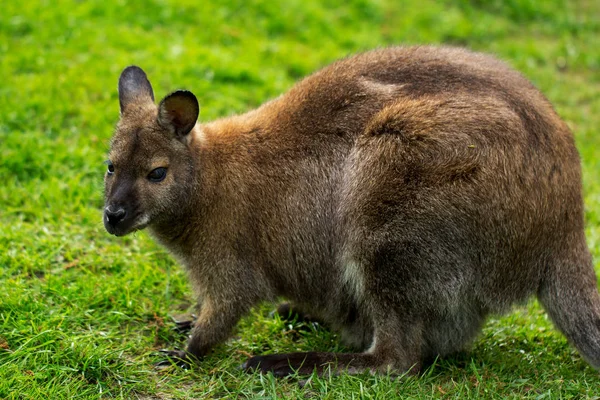 Kangoeroe — Stockfoto