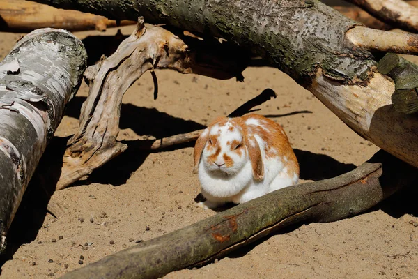 国内のピグミー ウサギ — ストック写真