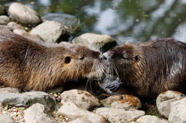 Nehrin yanında adatavşanları Rendevouz
