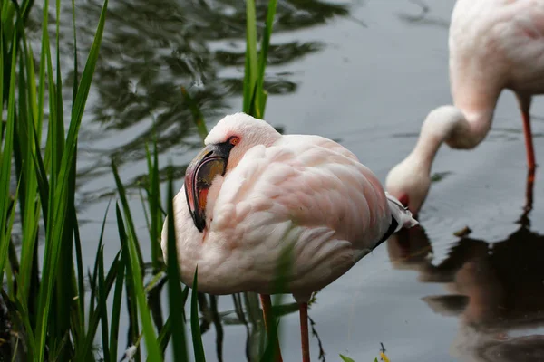 Flamingos im Teich — Stockfoto
