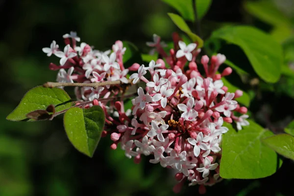 Syringa vulgaris common branch — Stock Photo, Image