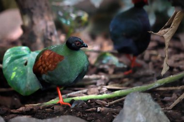 Küçük kadın tepeli keklik ova yağmur ormanları içinde yerleşik bir damızlık olduğunu.