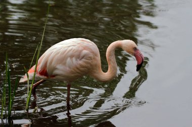 Alev renkli flamingo kuşu