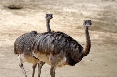 Büyük rhea (Rhea americana) kuşlar
