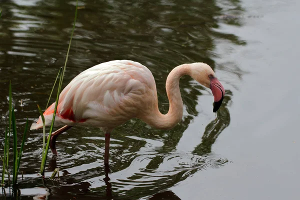 Flammender Flamingo-Vogel — Stockfoto