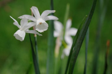 Beyaz Albiflorae Rouy nergis