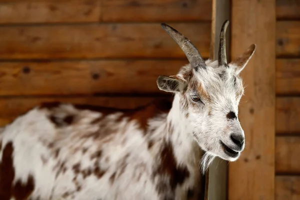 Female African pygmy goat — Stock Photo, Image