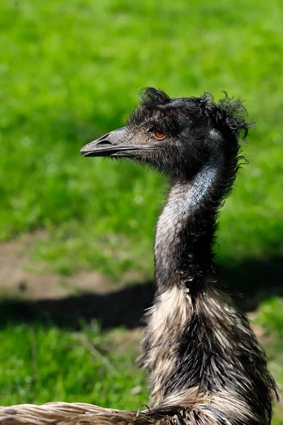 Emu australiano (Dromaius novaehollandiae ) — Fotografia de Stock