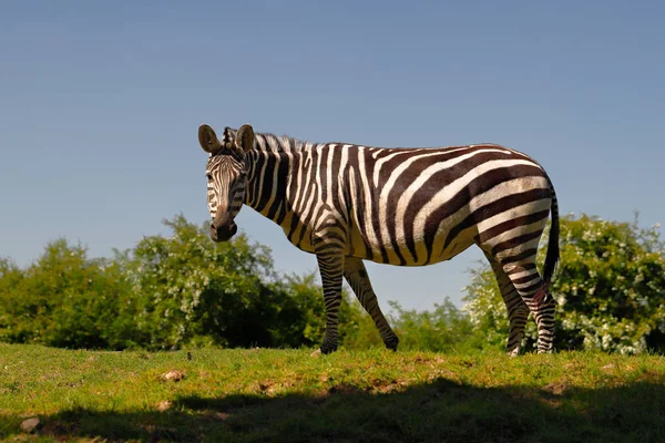 Africké pruhované kabáty zebry — Stock fotografie