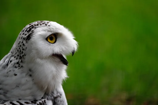 Female snowy owl — Stock Photo, Image