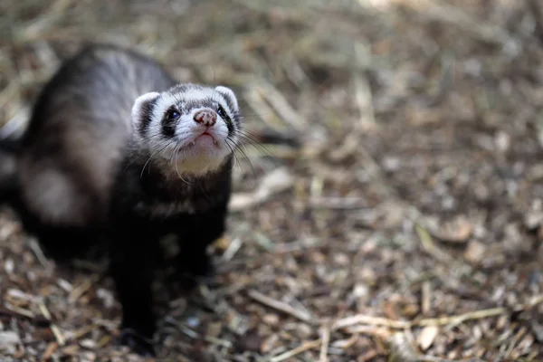 Beyaz-kahverengi yerli yaban gelinciği