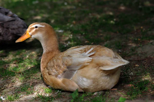 Pato doméstico marrón —  Fotos de Stock