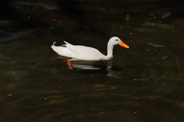Pato real anitidae blanco —  Fotos de Stock