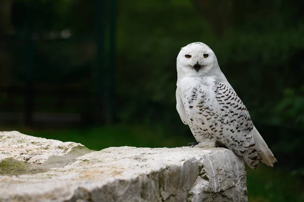 Male snowy owl — Stock Photo, Image