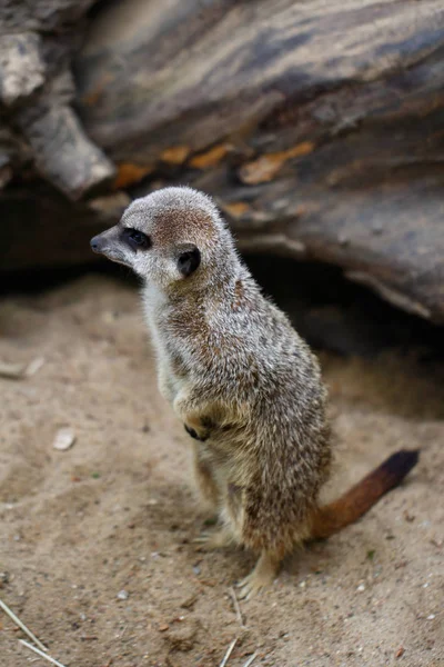 Meerkat sauvage africain — Photo