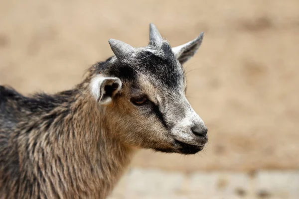 Criança de cabra pigmeu africano — Fotografia de Stock