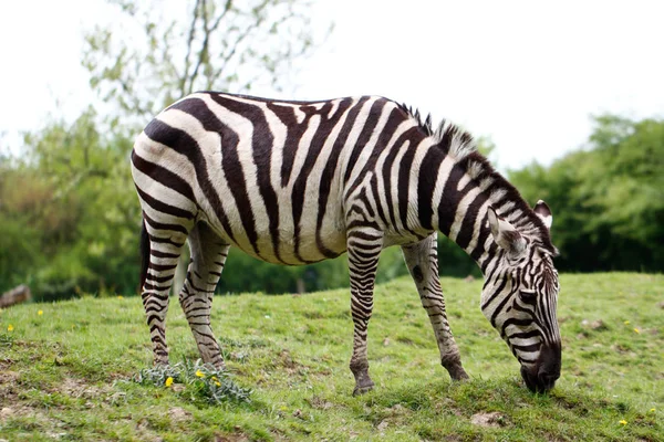 Manteaux rayés africains zèbre — Photo