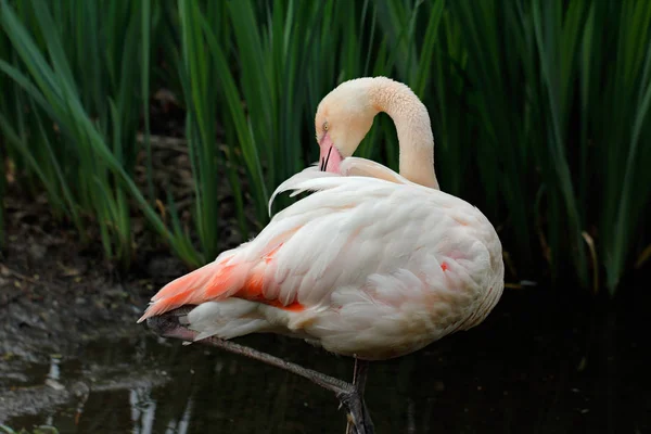 Płomień kolorowe flamingo bir — Zdjęcie stockowe